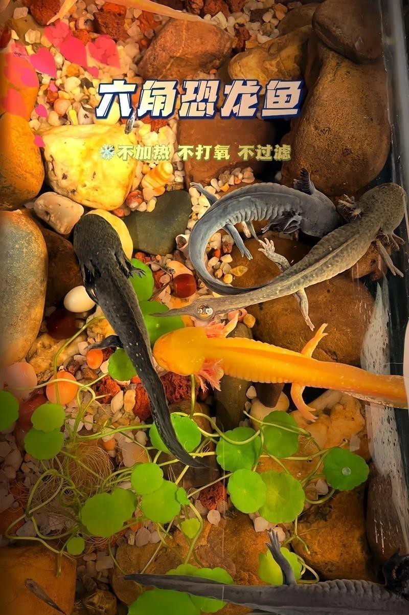 大花恐龍魚和虎紋恐龍魚能混養嗎圖片 龍魚百科 第11張 大花恐龍魚和虎紋恐龍魚能混養嗎圖片 大花恐龍魚和虎紋恐龍魚能混養嗎圖片 龍魚百科 第11張