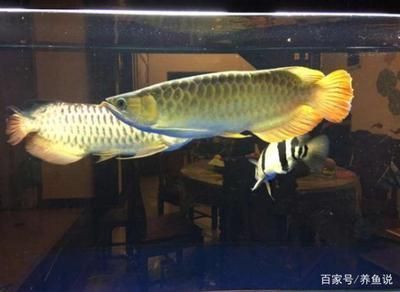 龍魚入缸后注意事項：如何判斷龍魚是否健康