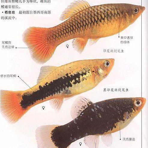 藍月光魚能長多大 藍月光魚能長多大 龍魚百科 第3張