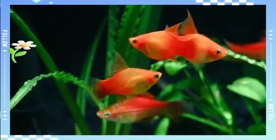 藍月光魚能長多大 藍月光魚能長多大 龍魚百科 第2張