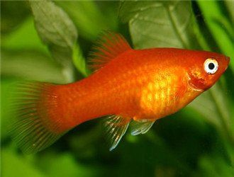 藍月光魚能長多大 藍月光魚能長多大 龍魚百科 第1張