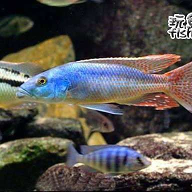 藍月光魚能長多大 藍月光魚能長多大 龍魚百科 第7張