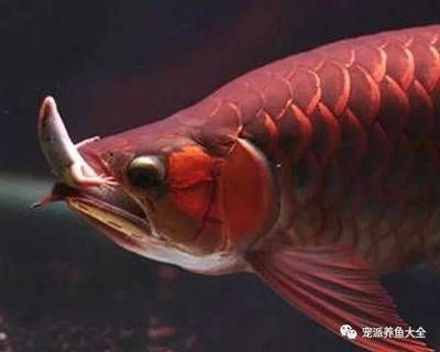 龍魚多久可以不吃東西:小龍魚養多久不吃東西取決于多種因素 龍魚百科 第9張 龍魚多久可以不吃東西:小龍魚養多久不吃東西取決于多種因素 龍魚多久可以不吃東西:小龍魚養多久不吃東西取決于多種因素 龍魚百科 第9張