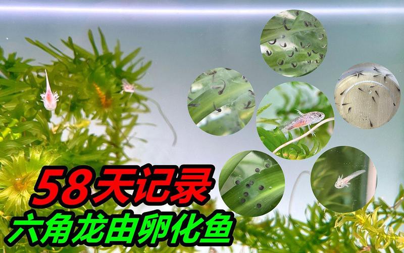 虎紋恐龍魚繁殖視頻大全 虎紋恐龍魚繁殖視頻大全 龍魚百科 第1張