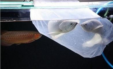 適合與龍魚混養的魚有哪些：龍魚和虎魚混養虎魚混養虎魚和龍魚混養時需要注意什么
