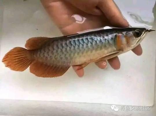 如何促進龍魚發色，如何促進龍魚發色了解龍魚發色的生理機制和影響因素