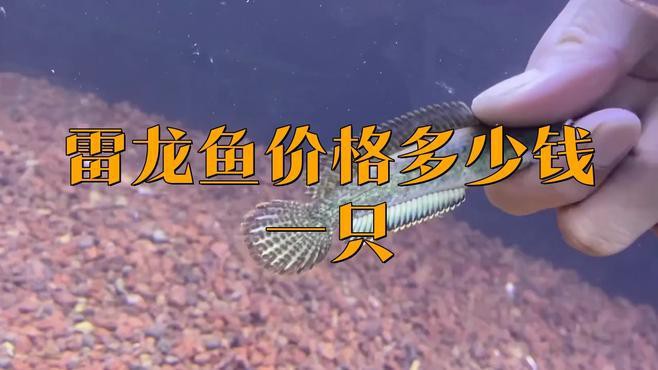 雷龍魚(yú)的價(jià)格范圍是多少？