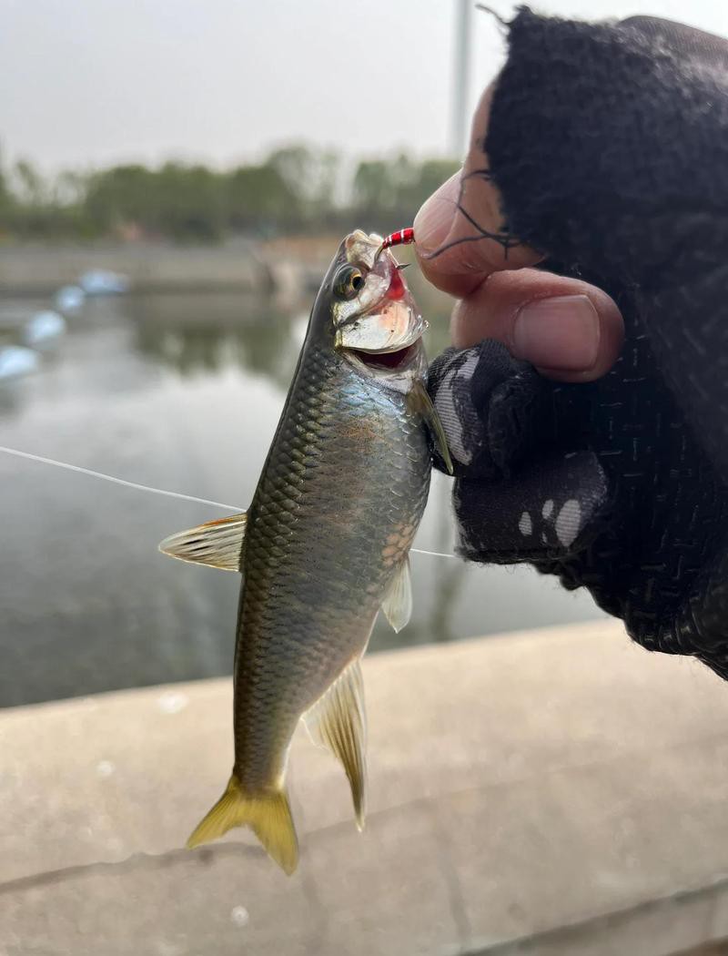 北京哪里的龍魚比較好釣
