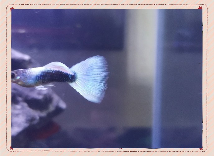 白龍魚服,難以飽肚