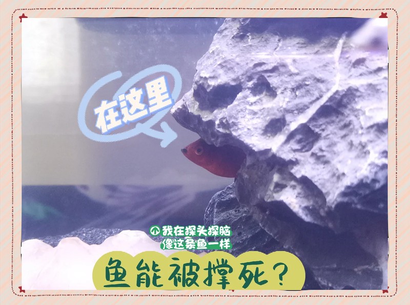 白龍魚服,難以飽肚