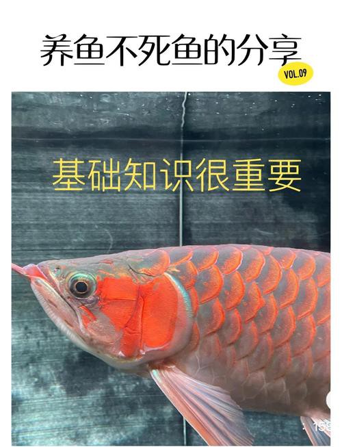 白龍魚服,難以飽肚
