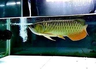 養(yǎng)龍魚可以放藤棉嘛（養(yǎng)龍魚時可以使用藤棉作為過濾材料）