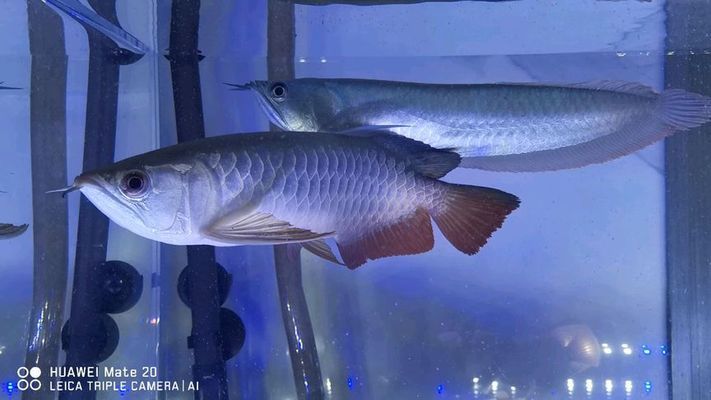 金龍魚(yú)和銀龍混養(yǎng)（如何判斷金龍魚(yú)和銀龍魚(yú)的健康狀態(tài)）