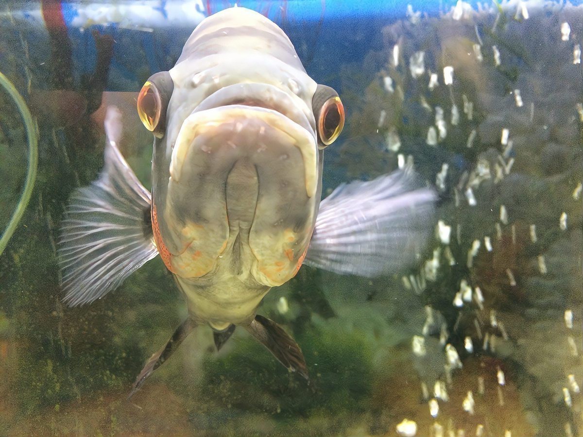 六角恐龍魚能活幾年 六角恐龍魚能活幾年 龍魚百科 第4張