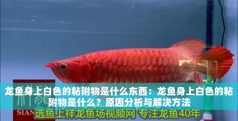 龍魚身上白色的粘附物是什么東西：龍魚身上白色的粘附物是什么？原因分析與解決方法 龍魚身上白色的粘附物是什么東西：龍魚身上白色的粘附物是什么？原因分析與解決方法 龍魚百科 第1張
