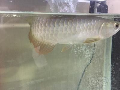 龍魚掉鱗片多久長出來：龍魚掉鱗片后多久會長出來
