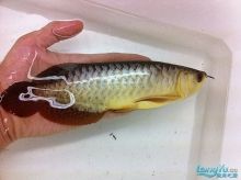 龍魚b級過背金龍魚的特性以及它與過背金龍魚的區別：b級過背金龍魚與高背金龍魚的區別