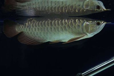 龍魚b級過背金龍魚的特性以及它與過背金龍魚的區別：b級過背金龍魚與高背金龍魚的區別