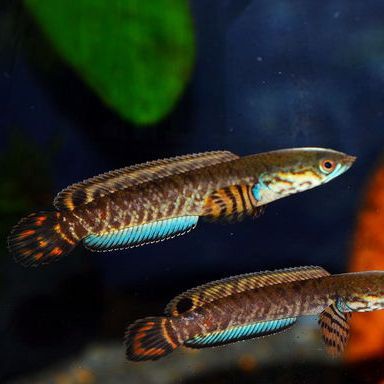 哪些魚不適合與彩虹雷龍混養？