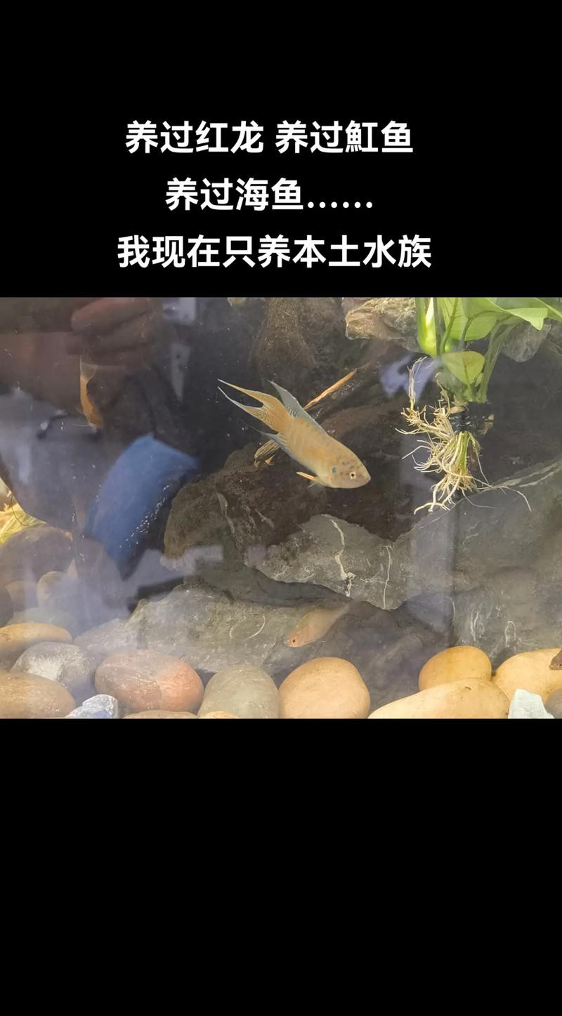 與紅龍魚混養的魚有哪些圖片和名稱