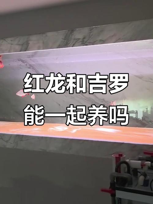 與紅龍魚混養的魚有哪些圖片和名稱
