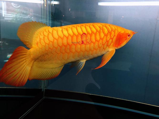 與紅龍魚混養的魚有哪些圖片和名稱