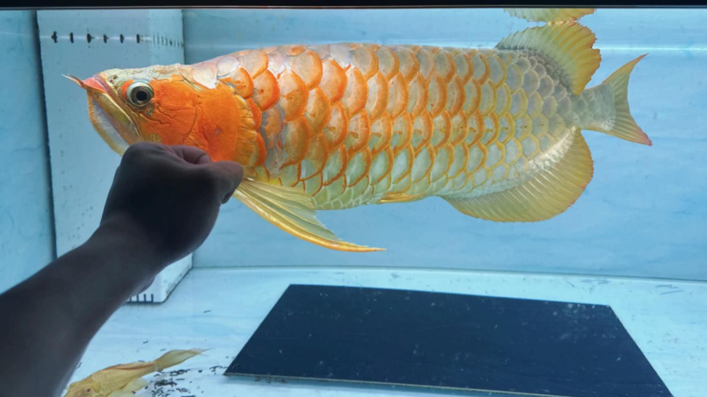 與紅龍魚混養的魚有哪些圖片和名稱
