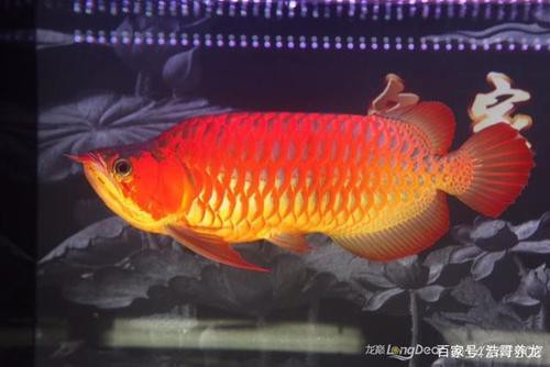 與紅龍魚混養的魚有哪些圖片和名稱