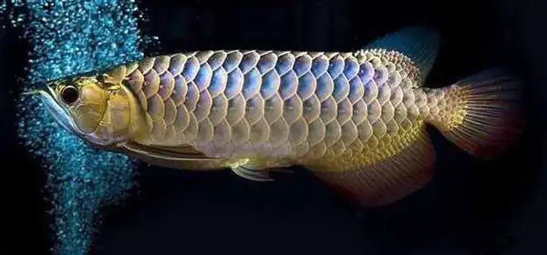 如何判斷過背金龍魚是否進入爬背期？ 如何判斷過背金龍魚是否進入爬背期？ 龍魚百科 第4張