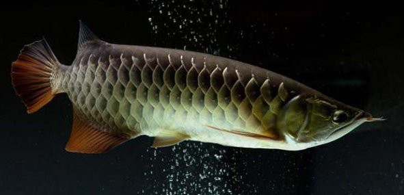 如何判斷過背金龍魚是否進入爬背期？ 如何判斷過背金龍魚是否進入爬背期？ 龍魚百科 第5張