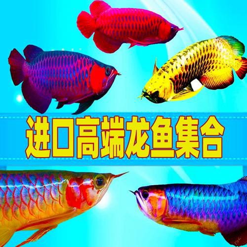 紅龍魚圖片大全大圖手機壁紙