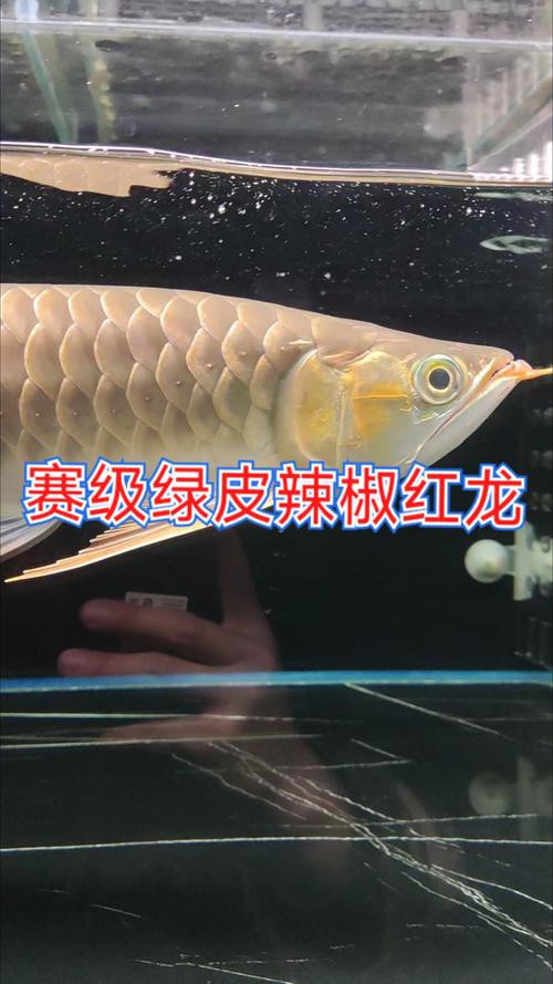 紅龍魚圖片大全大圖手機壁紙