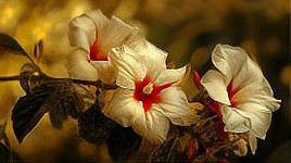 金龍魚在高端市場的策略是什么？