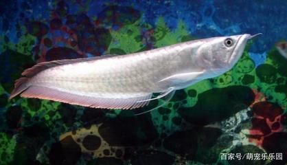 龍魚喜歡什么顏色（龍魚喜歡什么顏色的顏色，龍魚的顏色偏好并不是單一的）