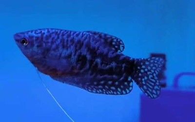 龍魚如何受精 龍魚如何受精 龍魚百科 第4張