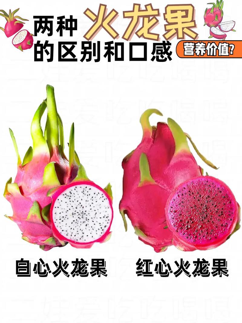 紅龍純血和普通火龍果有何區(qū)別？