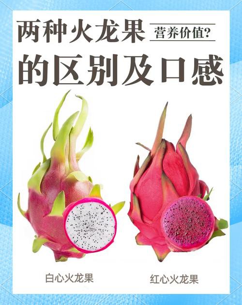 紅龍純血和普通火龍果有何區(qū)別？