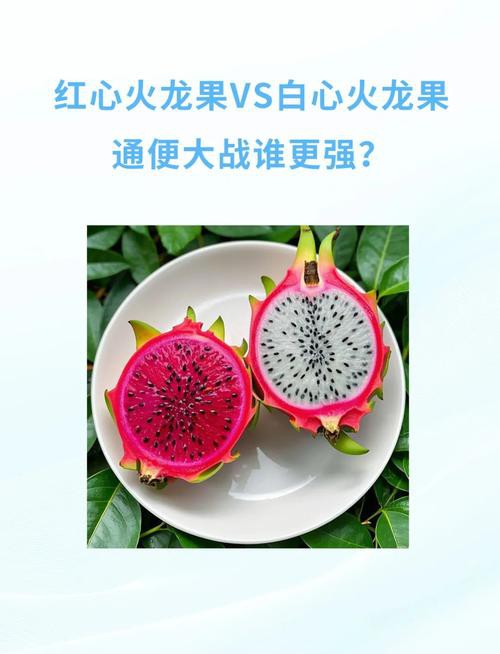 紅龍純血和普通火龍果有何區(qū)別？