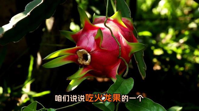 紅龍純血和普通火龍果有何區(qū)別？