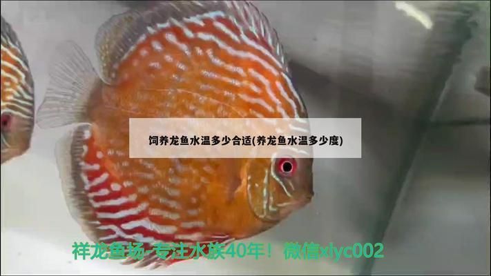 龍魚31度水溫：紅龍魚水溫29還是30度好養