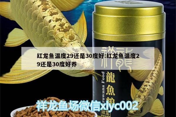 龍魚31度水溫：紅龍魚水溫29還是30度好養