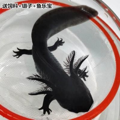 龍魚可以跟清道夫一起養嗎（龍魚和清道夫可以一起養嗎）