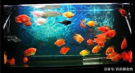 龍魚可以跟清道夫一起養嗎（龍魚和清道夫可以一起養嗎）