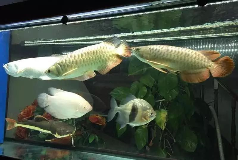 龍魚和什么魚混養(yǎng)養(yǎng)多少條合適：龍魚混養(yǎng)的注意事項(xiàng)