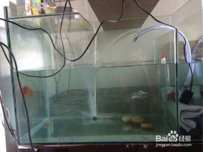 銀龍魚飼養需要注意以下幾個方面：關于銀龍魚的一些基本養護知識