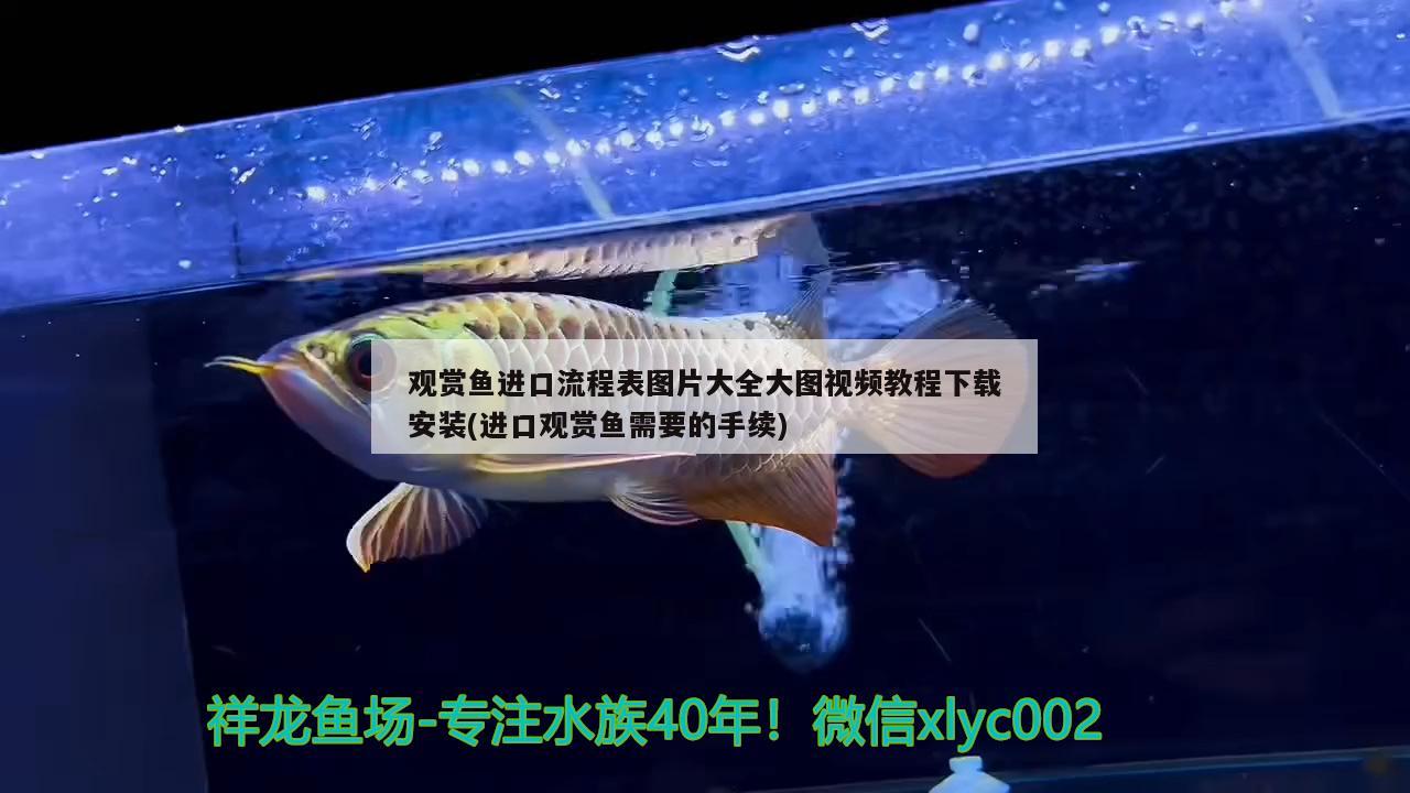 金龍魚混養視頻高清：金龍魚混養好還是單養好