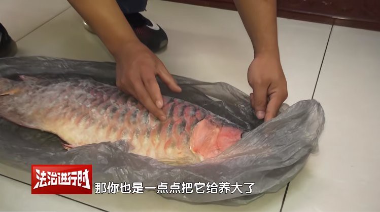 2023長城杯龍魚大賽死魚事件 2023長城杯龍魚大賽死魚事件 龍魚百科 第3張