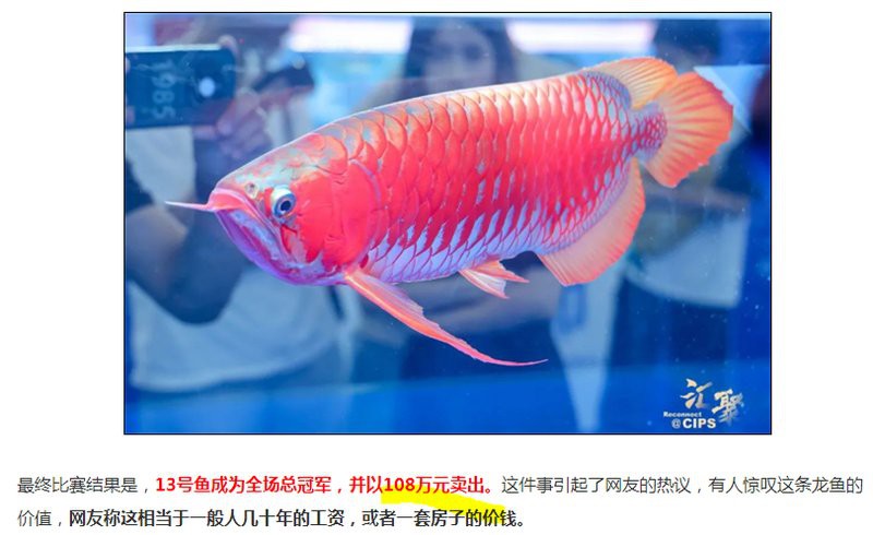2023長城杯龍魚大賽死魚事件 2023長城杯龍魚大賽死魚事件 龍魚百科 第1張