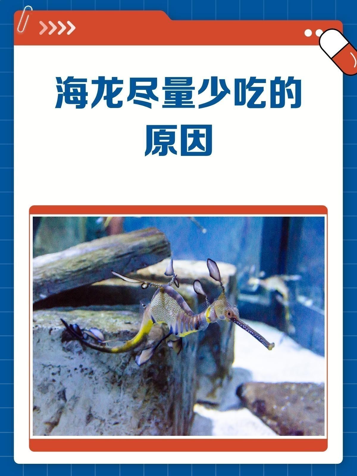 海龍一次食用多少合適？