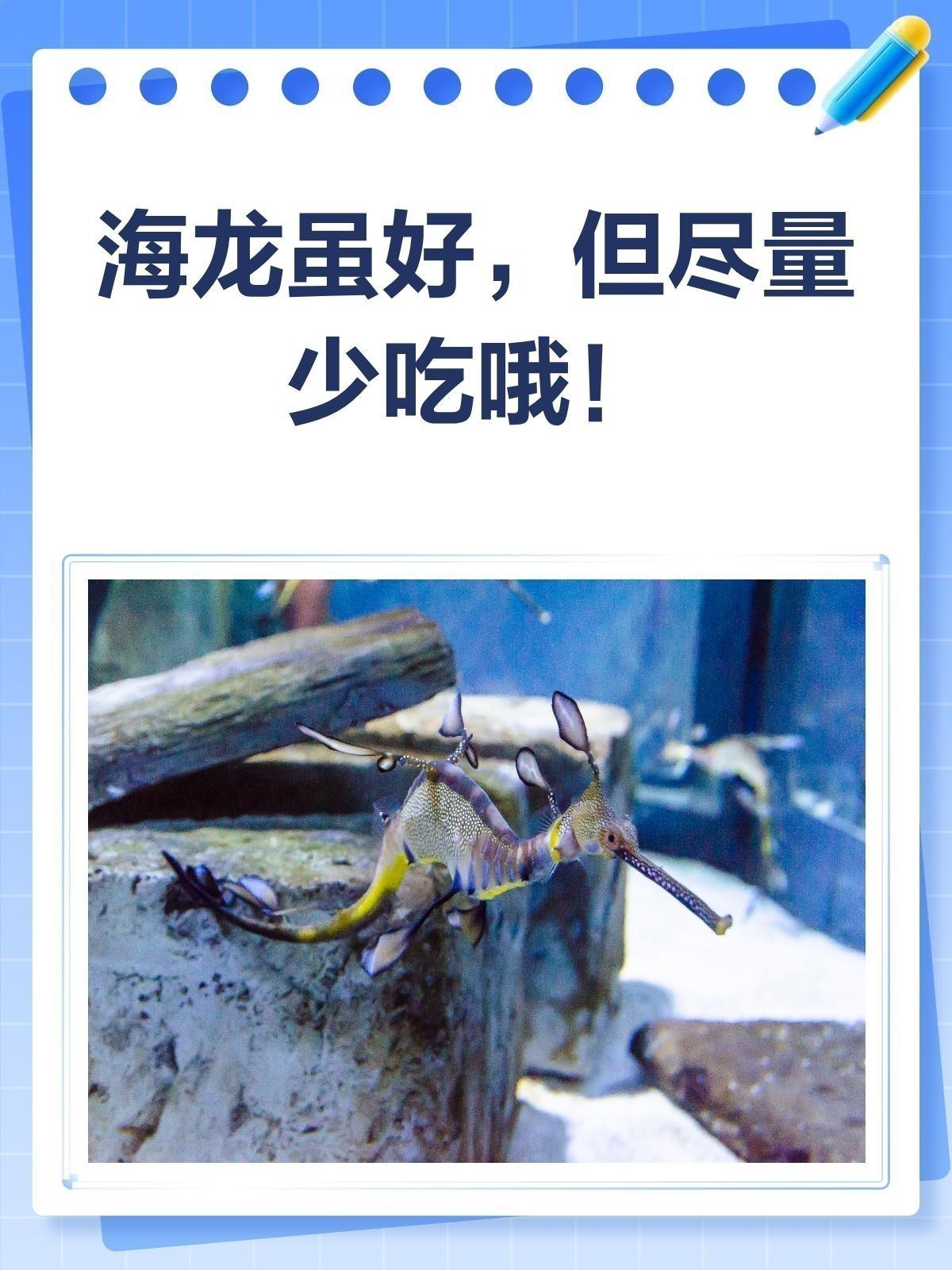 海龍一次食用多少合適？